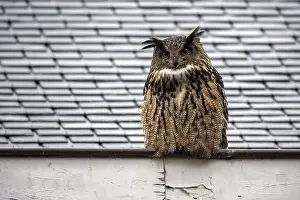 Bubo Bubo Species Prints: Eagle Owl, Bubo bubo