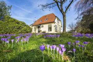 Early Crocus Prints: Early Crocus, Crocus tomassinianus