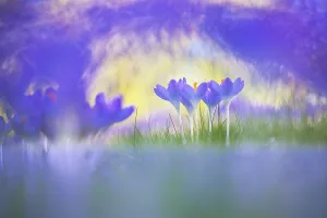 European Garden Plants Prints: Early Crocus, Crocus tomassinianus