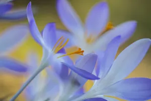 Early Crocus Prints: Early Crocus, Crocus tomassinianus