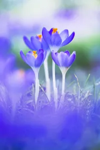Early Crocus Prints: Early Crocus, Crocus tomassinianus