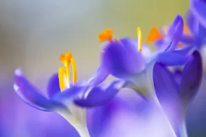European Garden Plants Prints: Early Crocus, Crocus tomassinianus