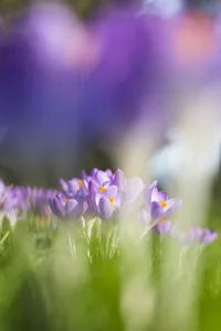 European Garden Plants Prints: Early Crocus, Crocus tomassinianus