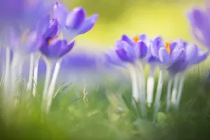 Early Crocus Prints: Early Crocus, Crocus tomassinianus