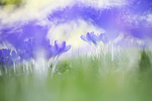 Early Crocus Prints: Early Crocus, Crocus tomassinianus