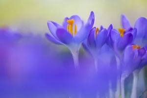 Early Crocus Prints: Early Crocus, Crocus tomassinianus