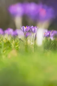 Early Crocus Prints: Early Crocus, Crocus tomassinianus