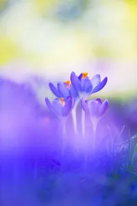 European Garden Flowers Prints: Early Crocus, Crocus tomassinianus