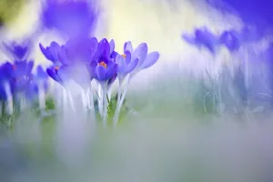Early Crocus Prints: Early Crocus, Crocus tomassinianus