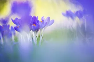 European Garden Flowers Prints: Early Crocus, Crocus tomassinianus