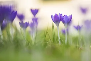 Early Crocus Prints: Early Crocus, Crocus tomassinianus