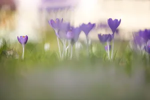 Early Crocus Prints: Early Crocus, Crocus tomassinianus