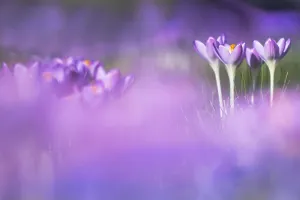 Springtime Woodland Scenes Prints: Early Crocus, Crocus tomassinianus