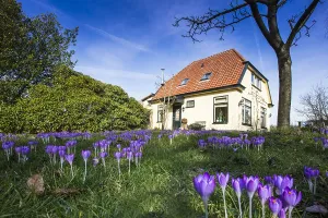 Early Crocus Prints: Early Crocus, Crocus tomassinianus