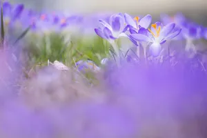 Early Crocus Prints: Early Crocus, Crocus tomassinianus