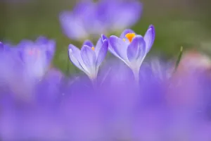Early Crocus Prints: Early Crocus, Crocus tomassinianus