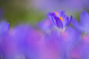 Early Crocus Prints: Early Crocus, Crocus tomassinianus