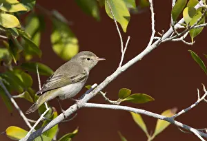 Egyptian Wildlife Photos Prints: Eastern Bonelli's Warbler, Phylloscopus orientalis