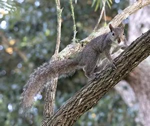 Sciurus Carolinensis Prints: Eastern gray squirrel, Sciurus carolinensis