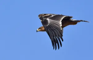 Eastern Imperial Eagle Prints: Eastern Imperial Eagle