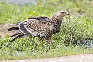 Eastern Imperial Eagle Prints: Eastern Imperial Eagle