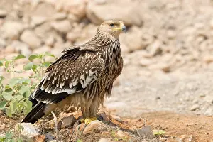 Eastern Imperial Eagle Prints: Eastern Imperial Eagle