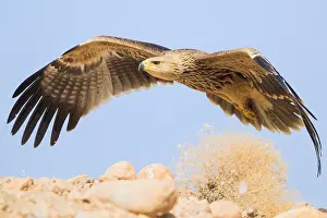 Middle East Wildlife Images Prints: Eastern Imperial Eagle