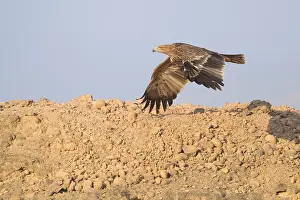 Accipitridae Species Prints: Eastern Imperial Eagle