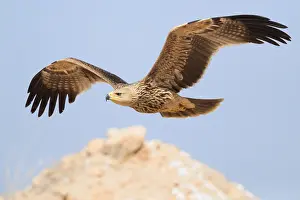 Accipitridae Species Photos Prints: Eastern Imperial Eagle