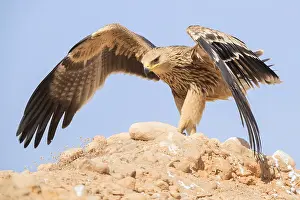 Eastern Imperial Eagle Prints: Eastern Imperial Eagle
