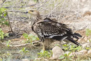 Accipitridae Family Eagles Prints: Eastern Imperial Eagle