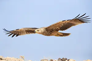 Eastern Imperial Eagle Prints: Eastern Imperial Eagle