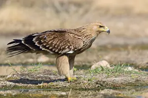 Eastern Imperial Eagle Prints: Eastern Imperial Eagle