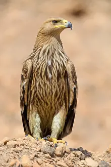 Eastern Imperial Eagle Prints: Eastern Imperial Eagle
