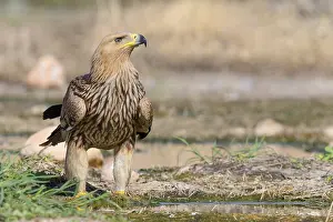 Eastern Imperial Eagle Prints: Eastern Imperial Eagle