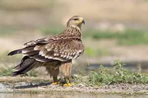 Eastern Imperial Eagle Prints: Eastern Imperial Eagle