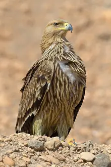 Raptor Species Prints: Eastern Imperial Eagle