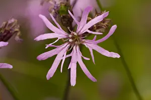 Ragged Robin Flower Prints: Echte koekoeksbloem, Ragged Robin, Lychnis flos-cuculi