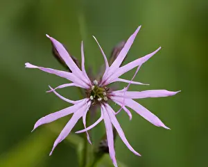 Ragged Robin Flower Prints: Echte koekoeksbloem, Ragged Robin, Lychnis flos-cuculi