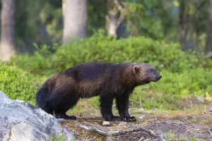 Print of a wolverine walking in Kuhmo, Finland