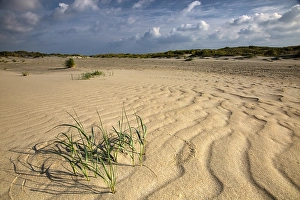 Dune Landscape Photography Europe Prints: Embryonic dune
