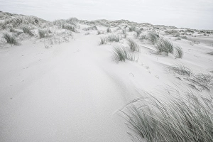 Wadden Sea Nature Reserve Prints: Embryonic dune