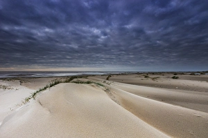 Wadden Sea Coastline Prints: Embryonic dune