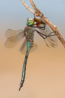 European Dragonfly Species Prints: Emperor