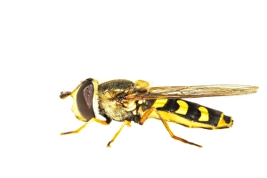 European Hoverfly Prints: Eupeodes luniger