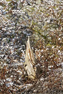 Botaurus Stellaris Habitat Prints: Eurasian Bittern, Botaurus stellaris