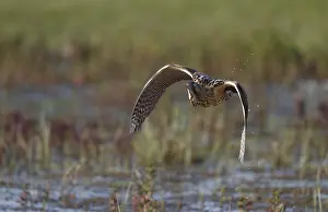 Botaurus Stellaris Habitat Prints: Eurasian Bittern, Botaurus stellaris