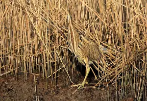 Eurasian Bittern Habitat Prints: Eurasian Bittern, Botaurus stellaris