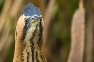 Wild Animal Photography Nature Prints: Eurasian Bittern, Botaurus stellaris