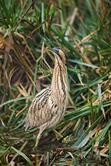 Botaurus Stellaris Habitat Prints: Eurasian Bittern, Botaurus stellaris